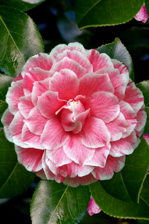 Brilliant Gem Fragrant Camellia Japonica 'Herme' - 1 Gallon Pot - Image 5