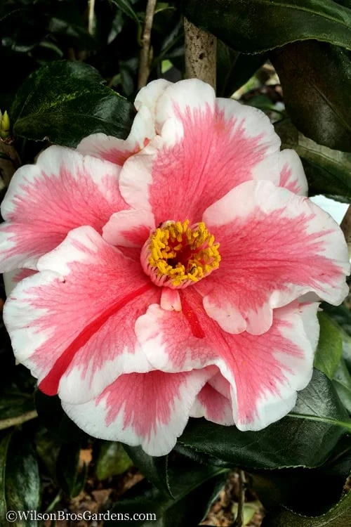 Lady Vansittart Multicolor Camellia Japonica - 3 Gallon Pot - Image 4