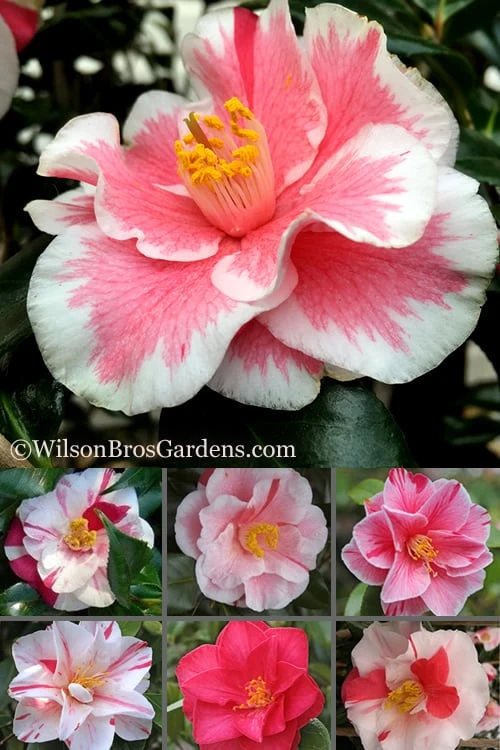 Lady Vansittart Multicolor Camellia Japonica - 2 Gallon Pot - Image 7
