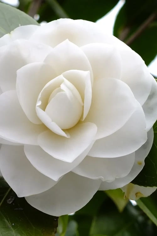 Morning Glow Camellia Japonica - 1 Gallon Pot