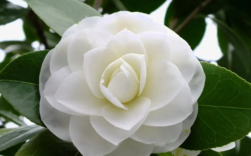 Morning Glow Camellia Japonica - 1 Gallon Pot - Image 4