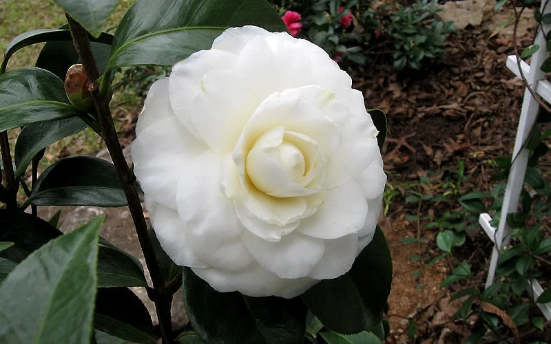Morning Glow Camellia Japonica - 1 Gallon Pot - Image 5