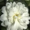 October Magic Ivory Camellia - 1 Gallon Pot
