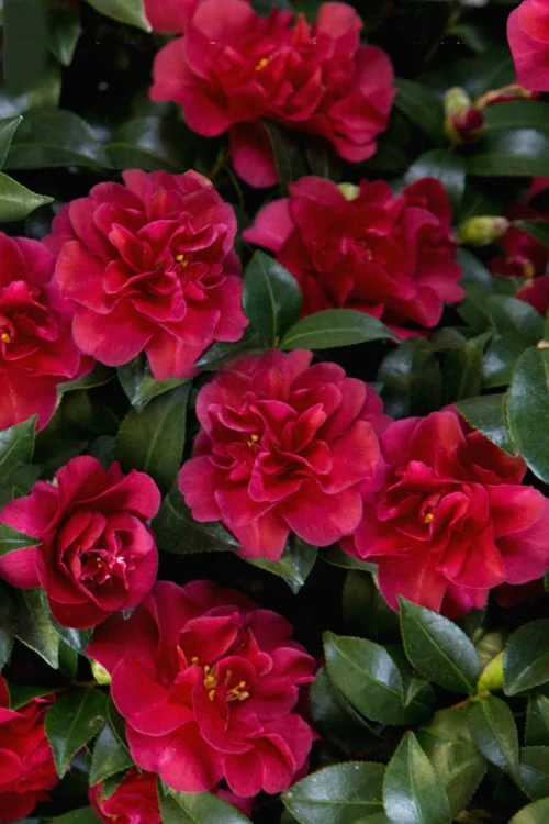 October Magic Ruby Camellia - 1 Gallon Pot - Image 6
