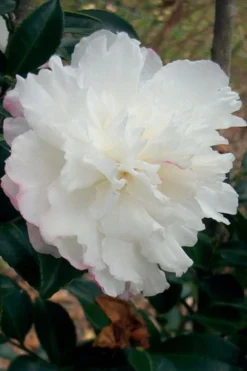 October Magic Snow Camellia - 1 Gallon Pot