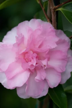 Sarrel Dwarf Camellia Sasanqua - 3 Gallon Pot