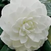 White By The Gate Camellia Japonica - 6 Pack Of 1 Gallon Pot