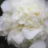 White Debutante Camellia Japonica - 3 Gallon Pot