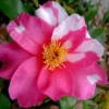 Winter's Fire Cold Hardy Camellia - 1 Gallon Pot