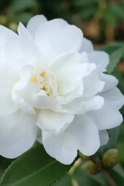 Winter's Waterlily Cold Hardy Camellia - 3 Gallon Pot