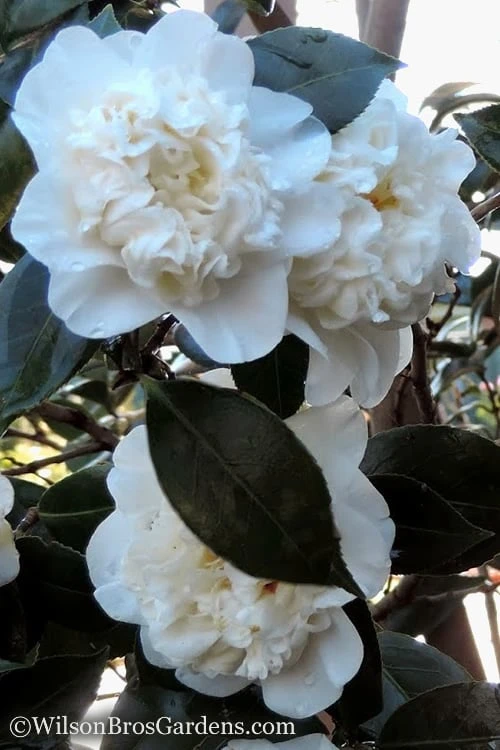 Fifth Avenue White Camellia Japonica - 3 Gallon Pot - Image 4