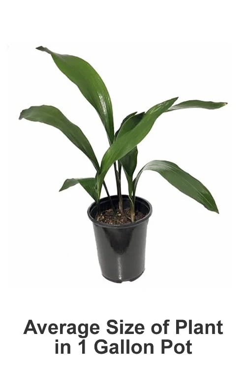 Tiny Tank Dwarf Cast Iron Plant - 3 Gallon Pot - Image 4