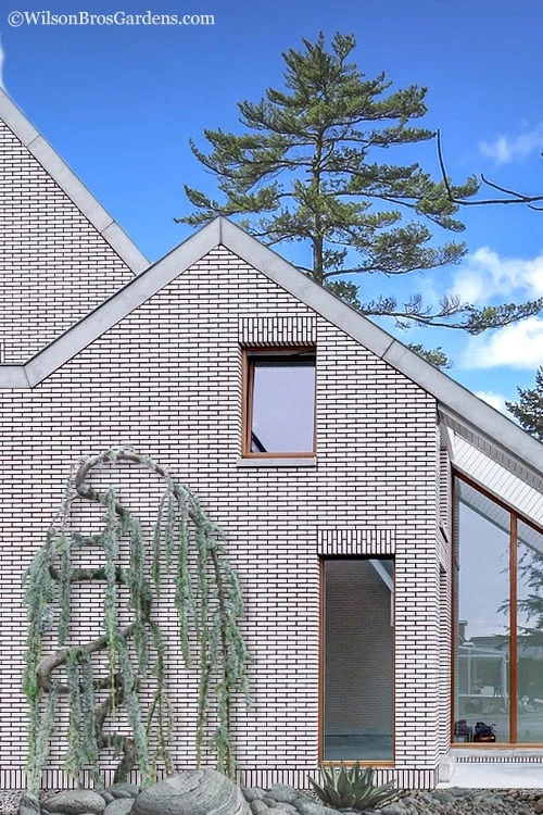 Serpentine Weeping Blue Atlas Cedar - 3 Gallon Pot