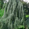 Weeping Blue Atlas Cedar - 1 Gallon Pot