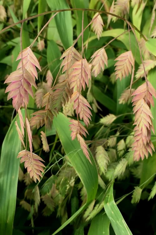 Upland Sea Oats (Chasmanthium Latifolium) - 2 Pack Of 1 Gallon Pots - Image 8