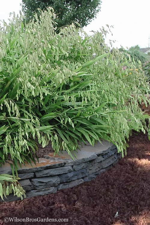 Upland Sea Oats (Chasmanthium Latifolium) - 2 Pack Of 1 Gallon Pots - Image 5