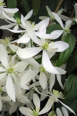 Snowdrift Evergreen Clematis Armandii - 5 Gallon Pot