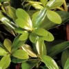 Bigfoot Cleyera Japonica - 3 Gallon Pot