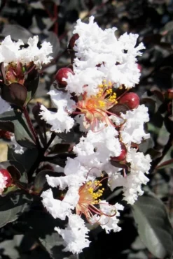 Black Diamond Pure White Crape Myrtle - 3 Gallon Pot