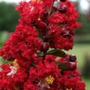 Dynamite Red Crape Myrtle - 1 Gallon Pot