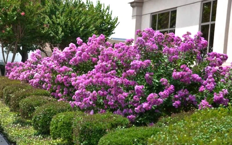 Early Bird Purple Crape Myrtle - 2 Gallon Pot - Image 4