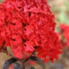 Ebony Flame Crape Myrtle - 7 Gallon Pot (4-5')