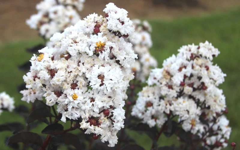 Ebony & Ivory Crape Myrtle - 3 Gallon Pot - Image 4