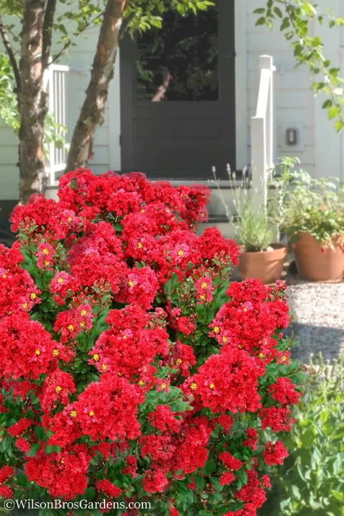 Enduring Summer Red Crape Myrtle - 3 Gallon Pot