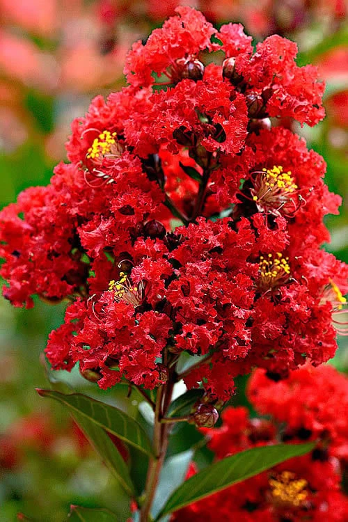 Enduring Summer Red Crape Myrtle - 3 Gallon Pot - Image 4