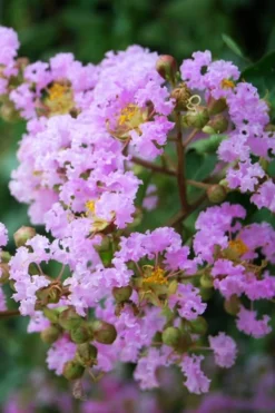 Muskogee Lavender Crape Myrtle - 7 Gallon Pot (4-5')