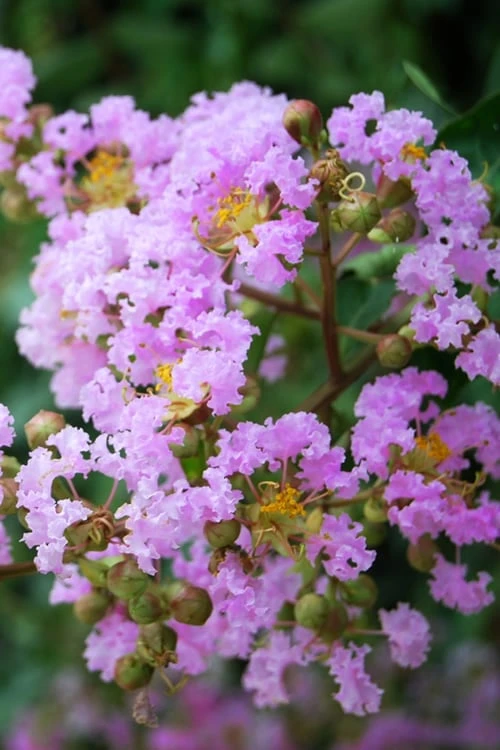 Muskogee Lavender Crape Myrtle - 7 Gallon Pot (4-5')