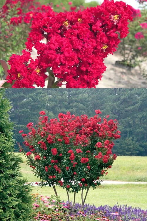 Red Rocket Crape Myrtle - 3 Gallon Pot (Single Trunk Tree) - Image 5