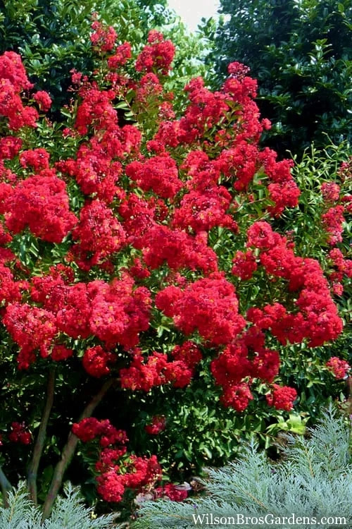 Red Rocket Crape Myrtle - 3 Gallon Pot (Single Trunk Tree) - Image 4