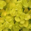 Golden Creeping Jenny - Lysimachia Nummularia Aurea - 5 Pack Of Pint Pots