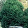 Chapel View Cryptomeria - Japanese Cedar - 3 Gallon Pot