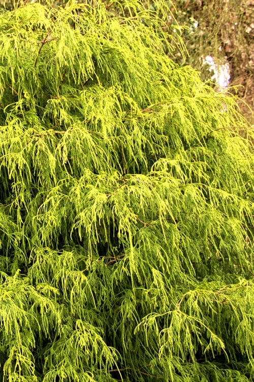 Gold Mop Threadleaf Cypress - 1 Gallon Pot - Image 8