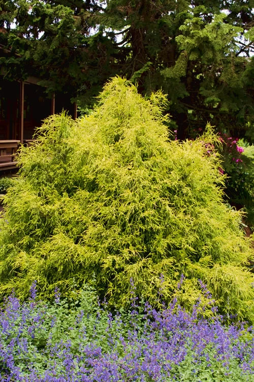 Gold Mop Threadleaf Cypress - 1 Gallon Pot - Image 7