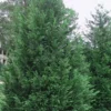 Leyland Cypress - 3 Gallon Pot