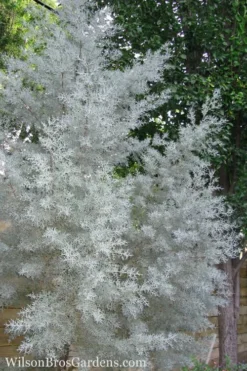 Silver Smoke Arizona Cypress - 6 Pack Of 1 Gallon Pots