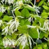 JAZZ HANDS WHITE® LOROPETALUM