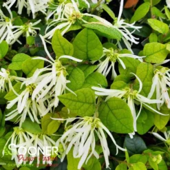 JAZZ HANDS WHITE® LOROPETALUM