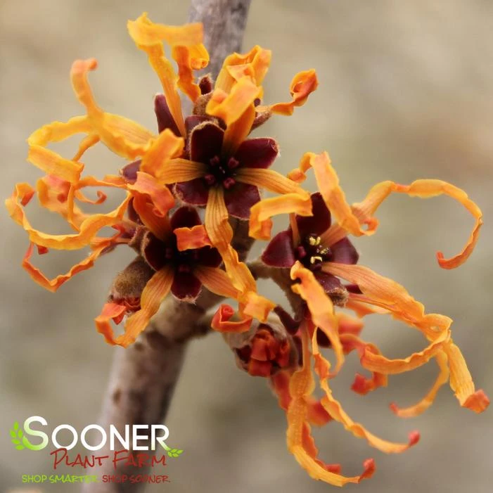 JELENA WITCH HAZEL - Image 2