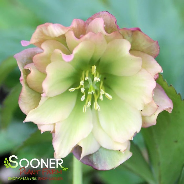 WEDDING PARTY® MOTHER OF THE BRIDE LENTEN ROSE - Image 3