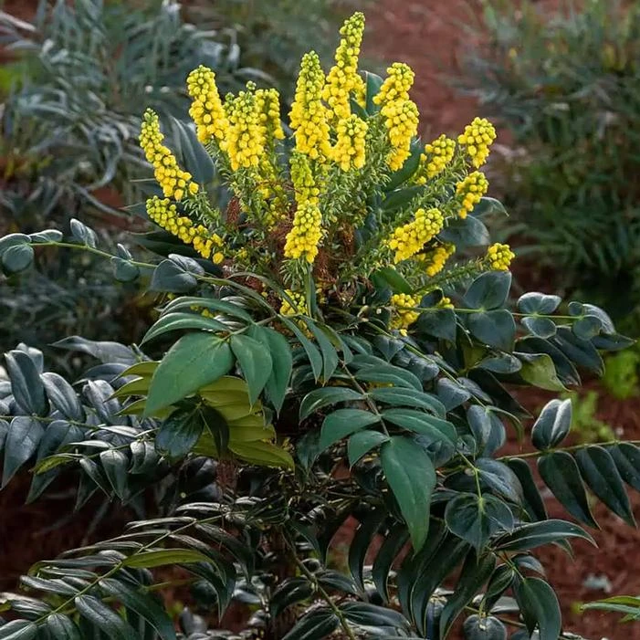 MARVEL MAHONIA - Image 3