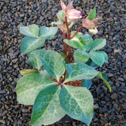 FROSTKISS® GLENDA'S GLOSS LENTEN ROSE