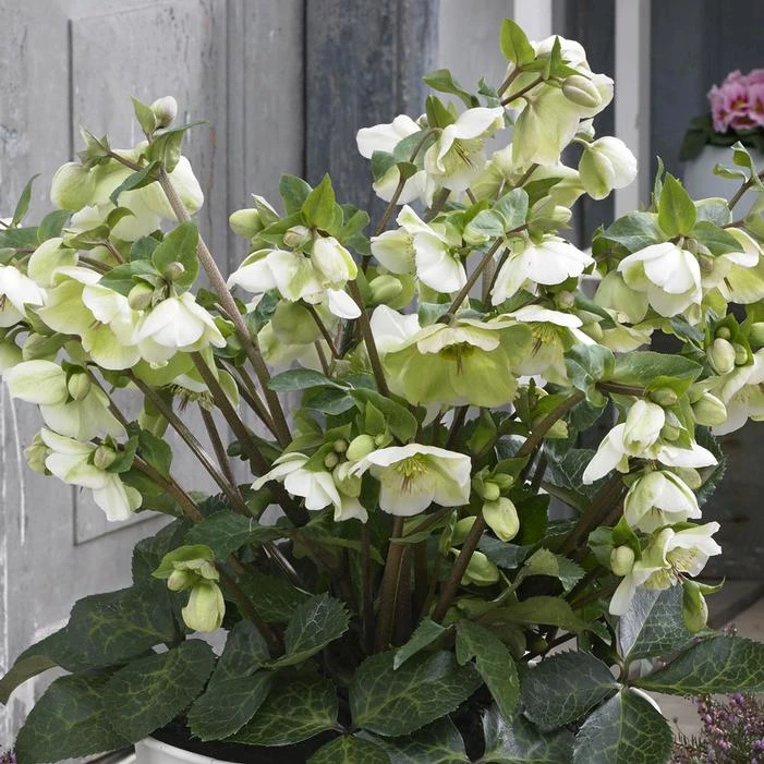 FROSTKISS® MOLLY'S WHITE LENTEN ROSE - Image 2