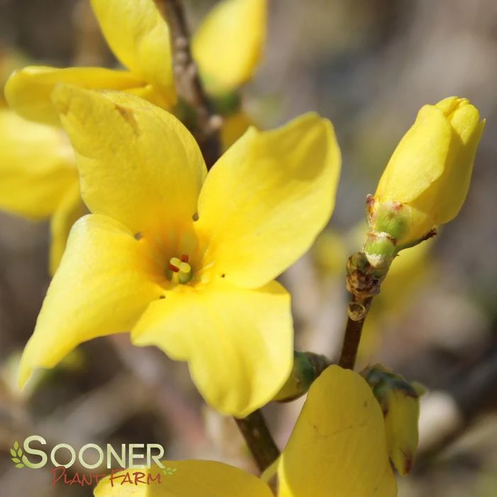 SHOW OFF® FORSYTHIA - Image 3
