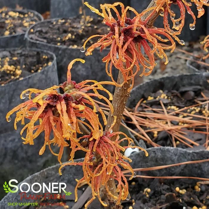 JELENA WITCH HAZEL - Image 3