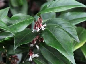 CHINESE SWEET BOX - Image 3