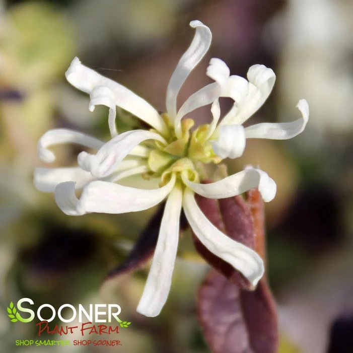 JAZZ HANDS NIGHT MOVES® LOROPETALUM - Image 2